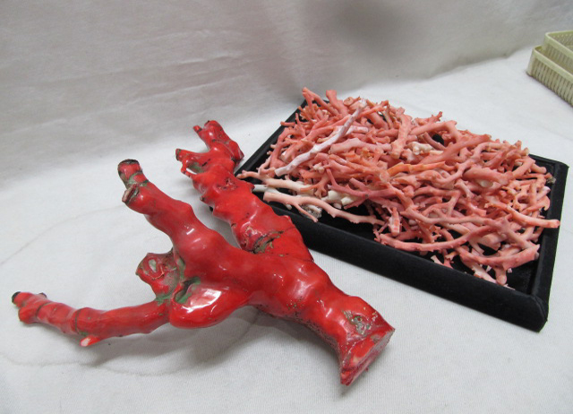 珊瑚が眠っていませんか?