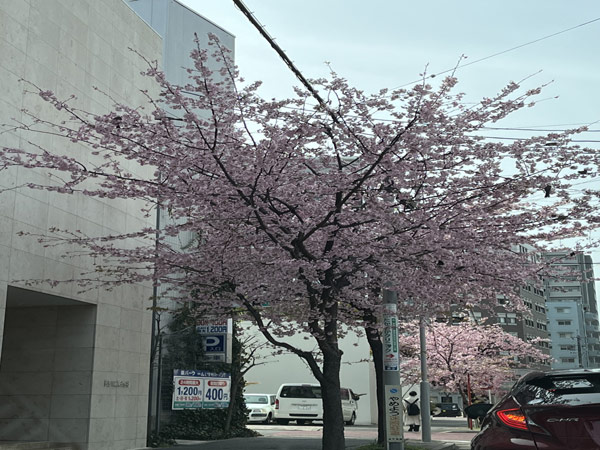 春が近ずいてきましたね。