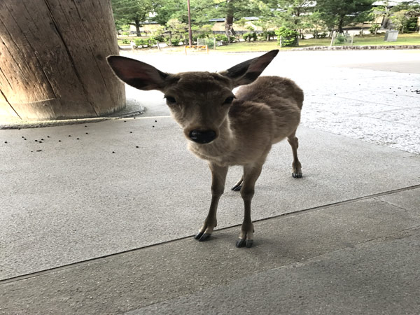 社内レクリエーションで奈良に行ってきました。